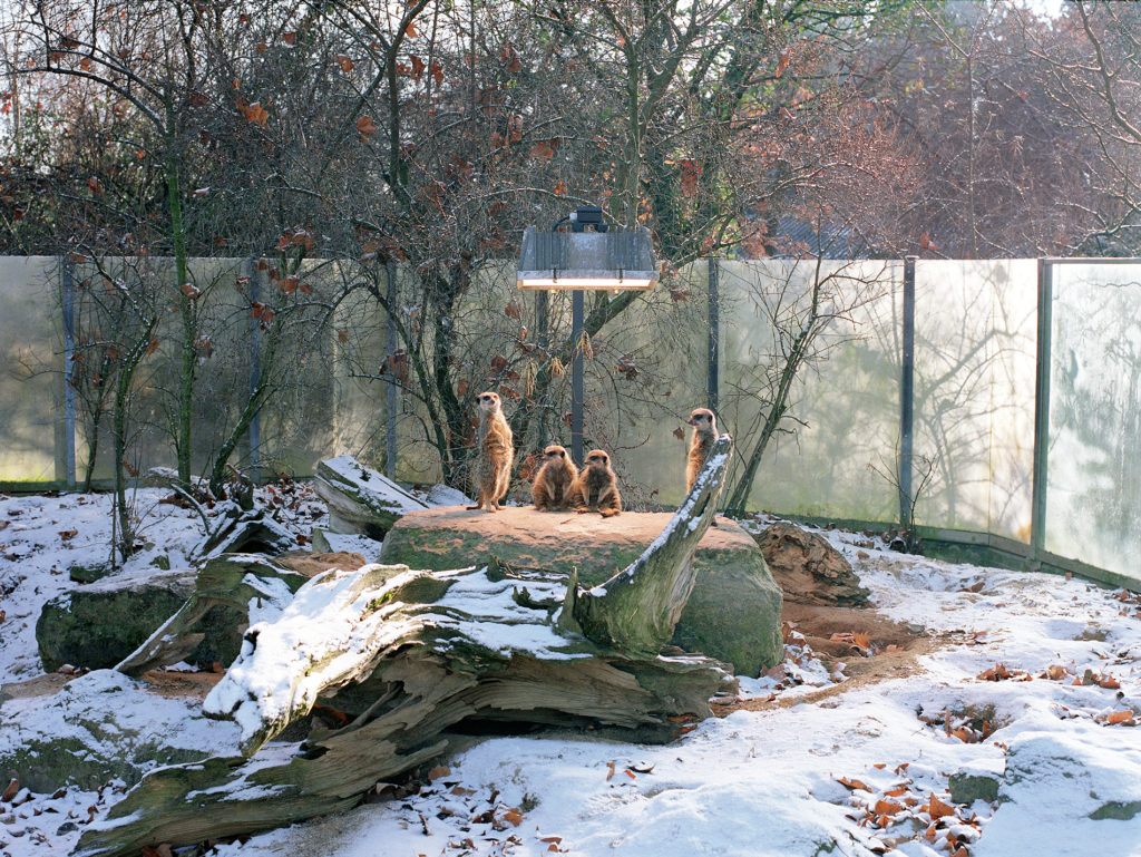 Meerkats at Stuttgat Zoo