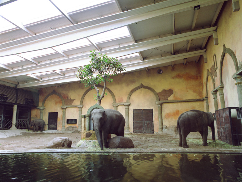 Elephants at Hamburg Zoo