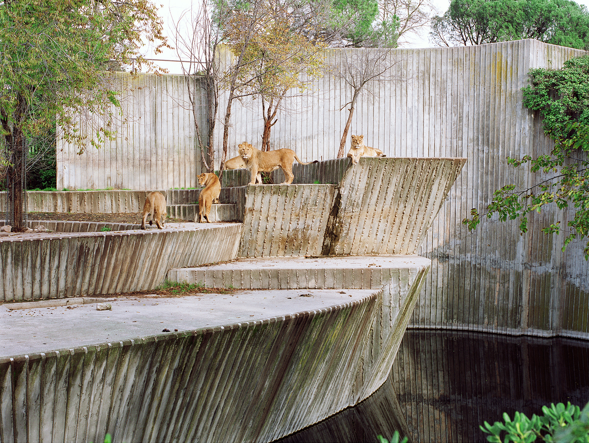 Lions at Madrid Zoo