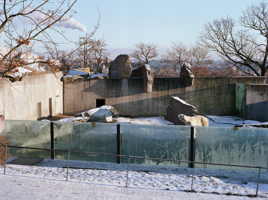 Polar Bear at Stuttgart Zoo