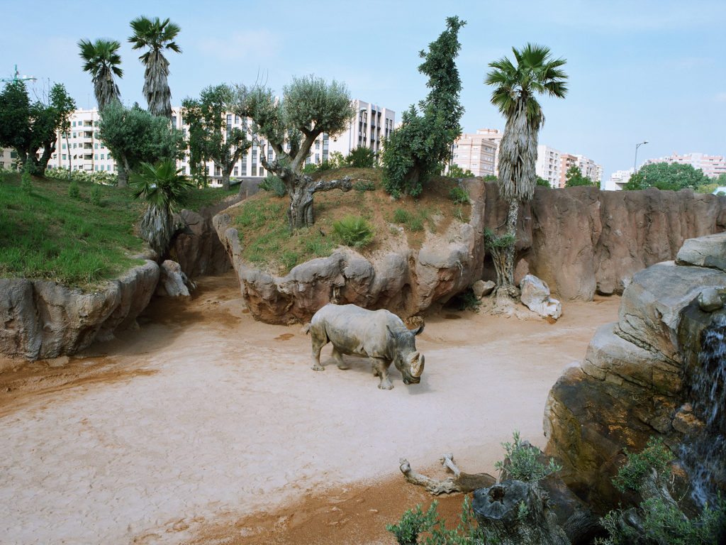 Rhino at Valencia Zoo