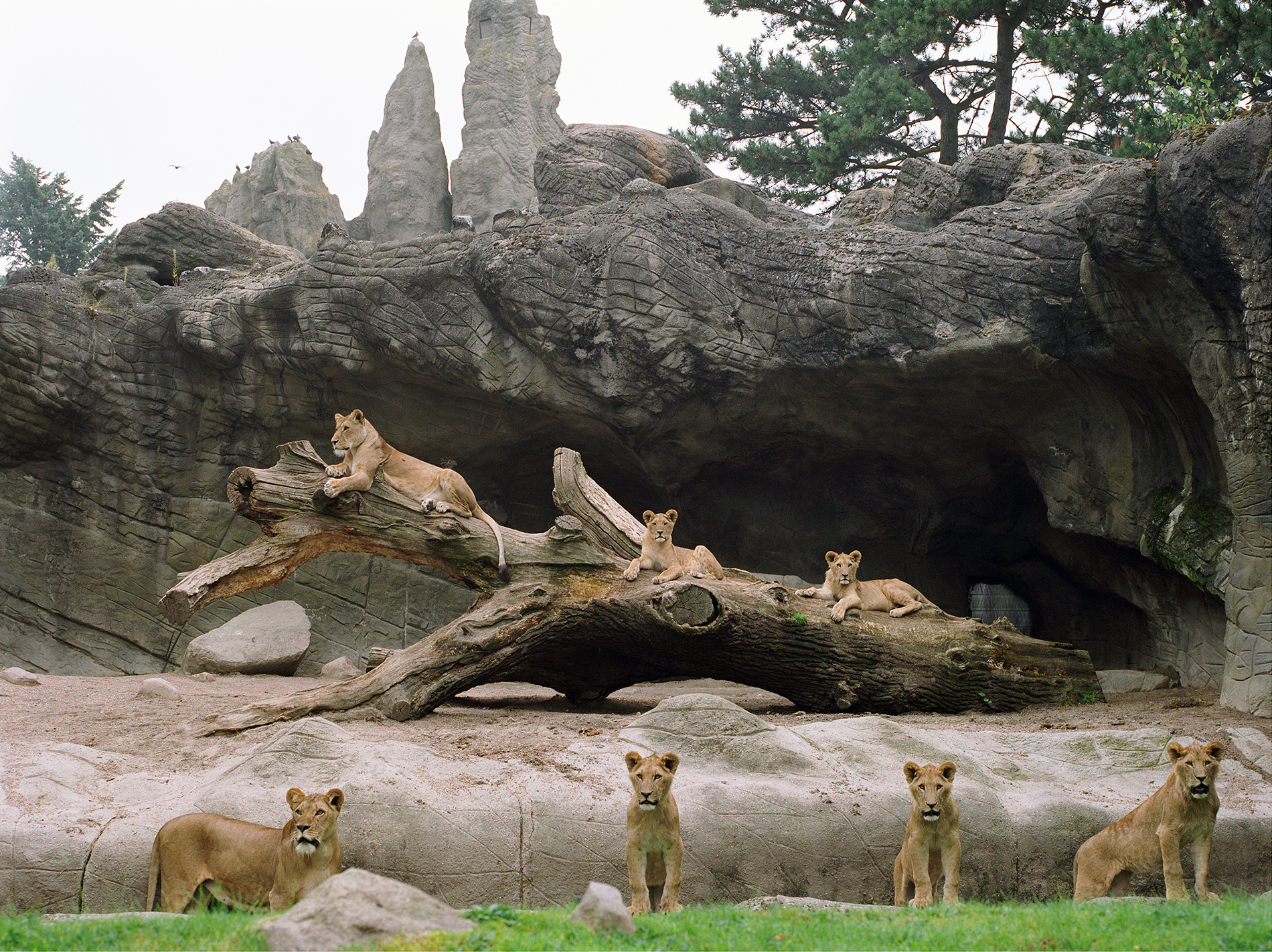 Lion and Lionesses at Hamburg Zoo