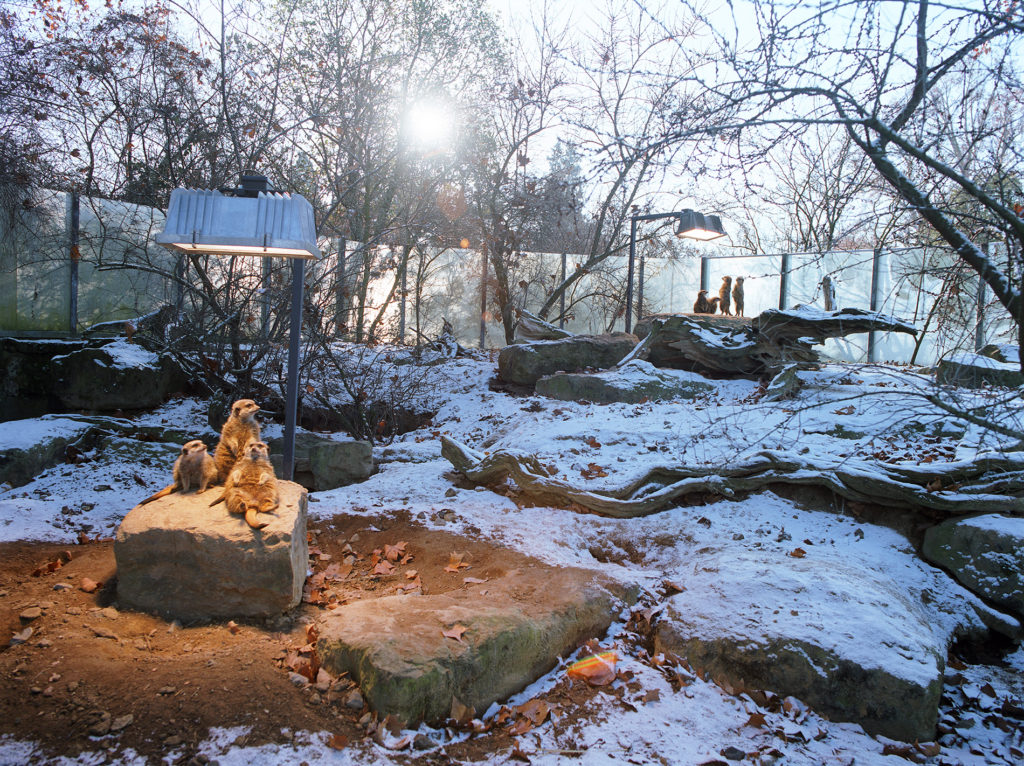 Meerkats at Stuttgat Zoo