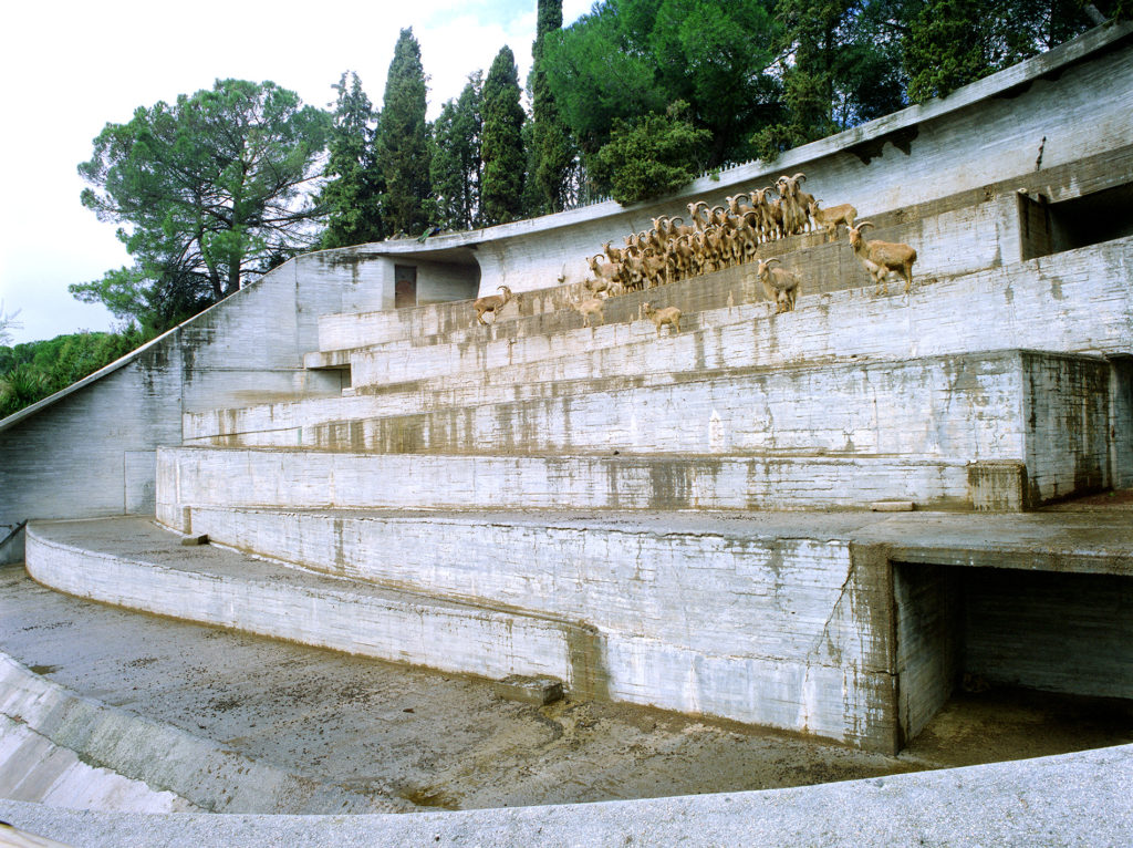 Aoudads at Madrid Zoo