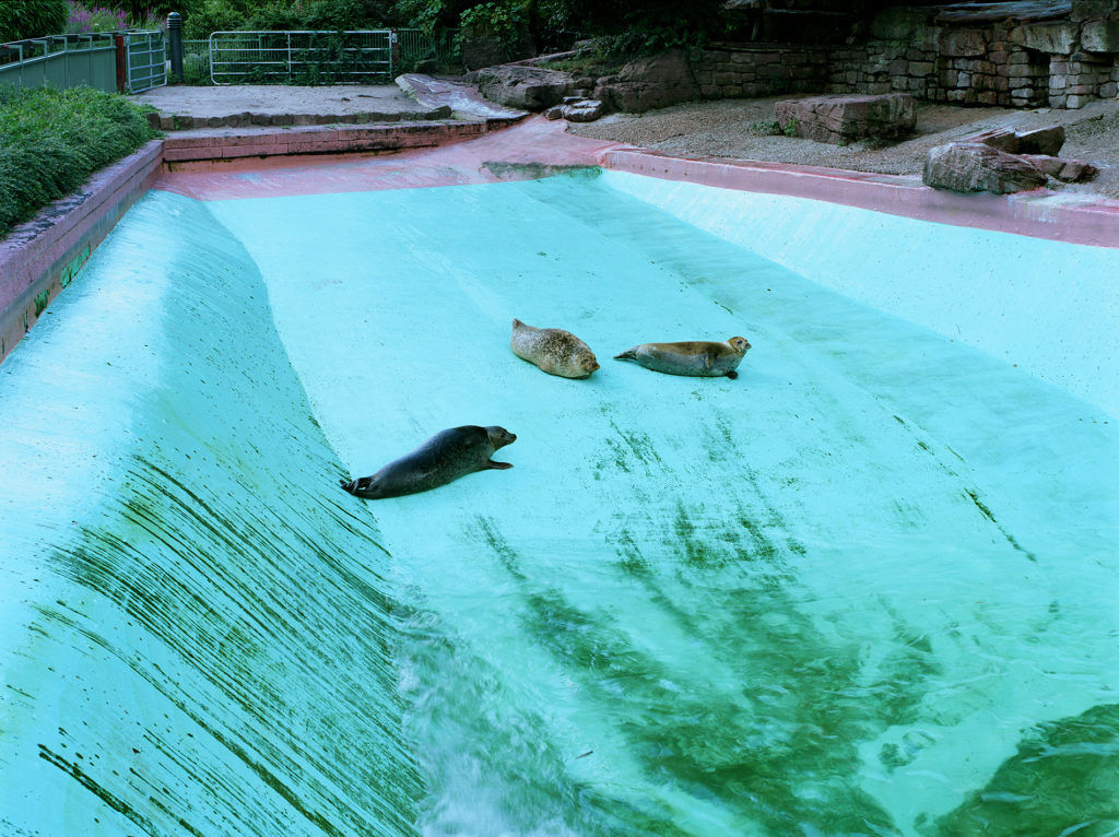 Seals at Karlsruhe Zoo