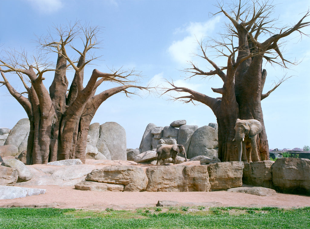 Elephants at Valencia Zoo